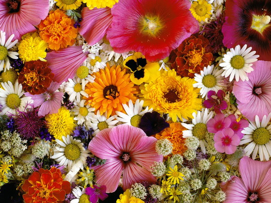 Ankara çiçek firmasi balgat çiçekçilik