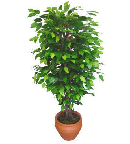Ficus Benjamin 1,50 cm   hediye sevgilime hediye iek 