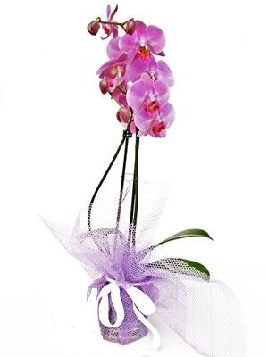 hediye sevgilime hediye iek  Kaliteli ithal saksida orkide
