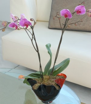  Ankara Balgat online internetten iek siparii  tek dal ikili orkide saksi iegi