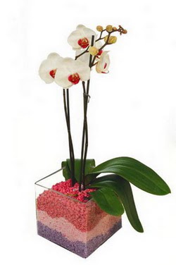  Balgat ucuz iek gnder  tek dal cam yada mika vazo ierisinde orkide