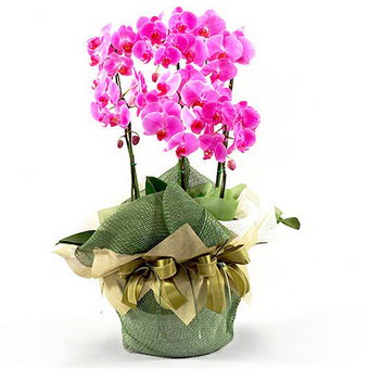  balgat iek siparii Ankara iek yolla  2 dal orkide , 2 kkl orkide - saksi iegidir
