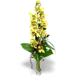  balgat iek siparii Ankara iek yolla  cam vazo ierisinde tek dal canli orkide