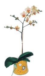  Balgat online iek siparii vermek  Phalaenopsis Orkide ithal kalite