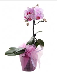 1 dal pembe orkide saks iei ww26w