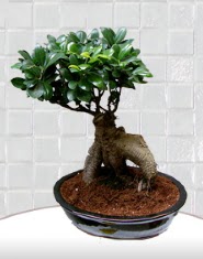 saks iei japon aac bonsai ww26w