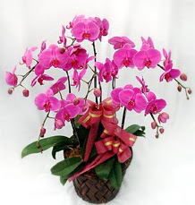 6 Dall mor orkide iei  hediye sevgilime hediye iek 