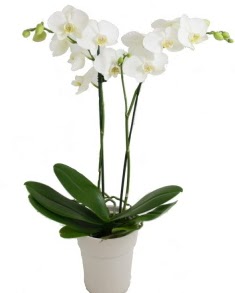 2 dall beyaz orkide  Balgat ucuz iek gnder 