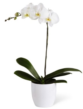 1 dall beyaz orkide  Balgat Ankara iek online iek siparii 