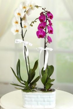 1 mor 1 dal beyaz thal orkide sepet ierisinde  Balgat Ankara kaliteli taze ve ucuz iekler 