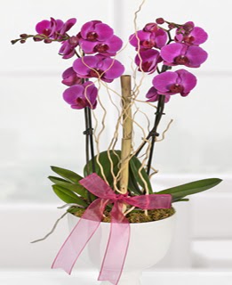 2 dall nmor orkide  hediye sevgilime hediye iek 