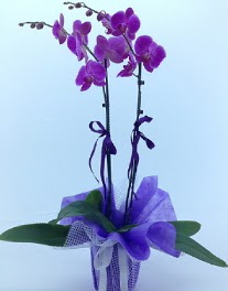 2 dall mor orkide ww26w