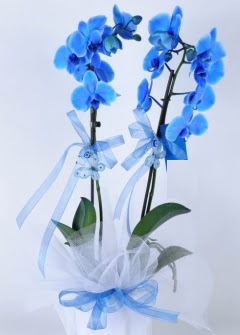 2 dall mavi orkide  Balgat Ankara iek siparii sitesi 