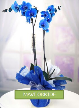 2 dallı mavi orkide  Ankara çiçekçi mağazası 