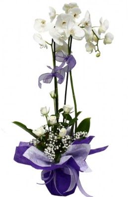 2 dall beyaz orkide 5 adet beyaz gl  Ankara Balgat online internetten iek siparii 