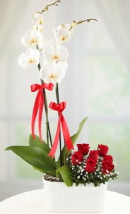 2 dall beyaz orkide ve 7 krmz gl  Balgat Ankara uluslararas iek gnderme 