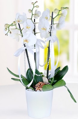 3 dall beyaz orkide  Balgat online ieki telefonlar 
