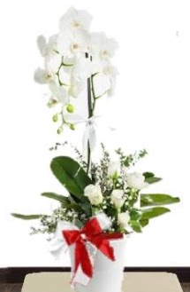 Tek dall beyaz orkide 5 beyaz gl  Ankara internetten iek sat 