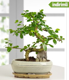 S eklinde ithal gerek bonsai japon aac  Balgat Ankara iek siparii sitesi 