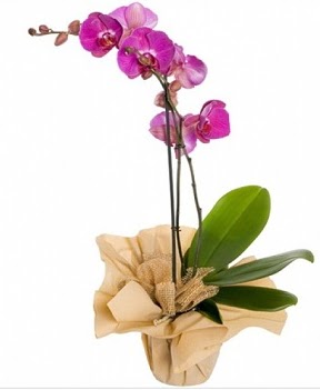 Tek dal mor orkide  Ankara nternetten iek siparii 