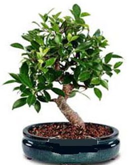 5 yanda japon aac bonsai bitkisi  hediye sevgilime hediye iek 
