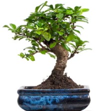 5 yanda japon aac bonsai bitkisi  iek sat ankara balgat ieki 