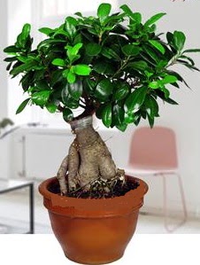 5 yanda japon aac bonsai bitkisi  Balgat online iek siparii vermek 
