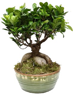 Japon aac bonsai saks bitkisi  balgat iek siparii Ankara iek yolla 