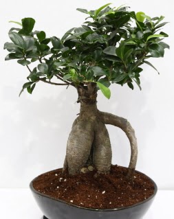 Japon aac bonsai saks bitkisi  Balgat online ieki telefonlar 