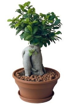 Japon aac bonsai saks bitkisi  Balgat iek gnderme sitemiz gvenlidir 