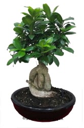 Japon aac bonsai saks bitkisi  Balgat  ucuz iek , ieki , iekilik 