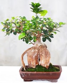 Japon aac bonsai saks bitkisi  Balgat  ucuz iek , ieki , iekilik 
