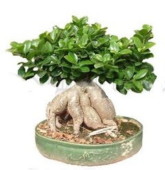 Japon aac bonsai saks bitkisi  Balgat iek gnderme sitemiz gvenlidir 