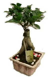 Japon aac bonsai seramik saks  Balgat Ankara kaliteli taze ve ucuz iekler 