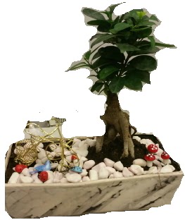 Japon aac bonsai sat  hediye sevgilime hediye iek 