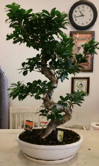 100 cm yksekliinde dev bonsai japon aac  balgat iek siparii Ankara iek yolla 
