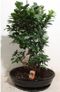 75 CM Ginseng bonsai Japon aac  Balgat Ankara uluslararas iek gnderme 