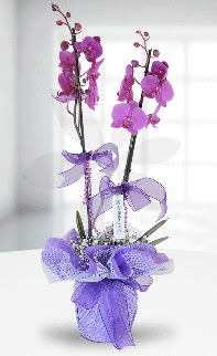 ift dall mor orkide LKE MARKADIR  hediye sevgilime hediye iek 