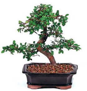 thal bonsai japon aac  Ankara internetten iek sat 