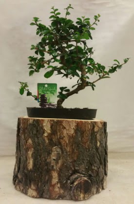 Doal ktk iinde bonsai japon aac  balgat iek siparii Ankara iek yolla 