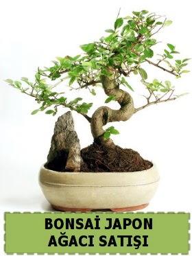 Bonsai japon  aac sat Minyatr thal  Balgat Ankaradaki iekiler 