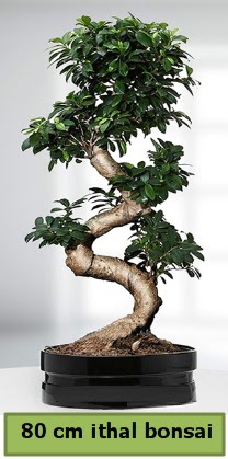 80 cm özel saksıda bonsai bitkisi  Balgat Ankara çiçek gönderme 