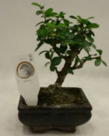 Kk minyatr bonsai japon aac  Balgat iek gnderme sitemiz gvenlidir 