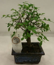 Minyatr ithal japon aac bonsai bitkisi  iek sat ankara balgat ieki 