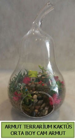 Cam Armut terrarium 5 kaktüs  Balgat çiçek gönderme sitemiz güvenlidir 