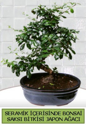 Seramik vazoda bonsai japon aac bitkisi  Ankara internetten iek sat 