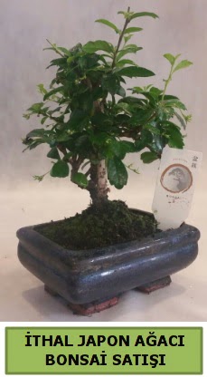 thal japon aac bonsai bitkisi sat  Balgat Ankara iek gnderme 