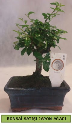 Minyatr bonsai aac sat  Balgat iek gnderme sitemiz gvenlidir 