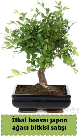thal bonsai saks iei Japon aac sat  balgat iek siparii Ankara iek yolla 