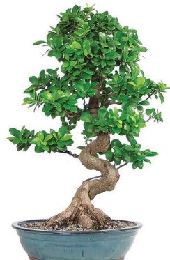 Yaklak 70 cm yksekliinde ithal bonsai  Balgat Ankara iek gnderme 